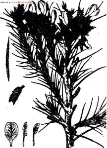 川青錦雞兒 川青錦雞兒