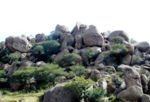 小滾鐘口 小滾鐘口