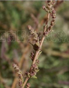 星花鹼蓬 星花鹼蓬