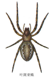 葉斑亞蛛