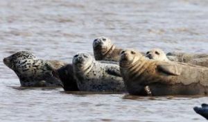 遼東灣斑海豹 遼東灣斑海豹