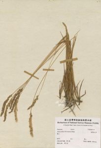 黃花茅屬 黃花茅屬