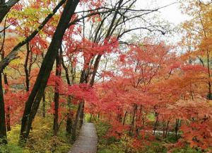 遼寧和睦森林公園