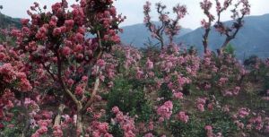 保康縣紫薇林 保康縣紫薇林