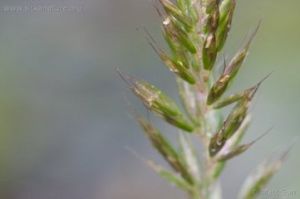 青綠薹草（原變種）