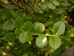 雲南假虎刺 雲南假虎刺