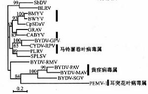 黃症病毒科的系統發育樹（外殼蛋白）
