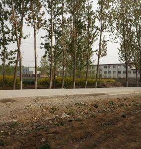 南橋鎮[蘭陵縣]