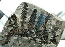 溝槽枝脈蕨 溝槽枝脈蕨