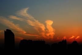 鳳凰歸巢 鳳凰歸巢