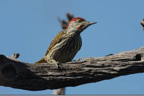 金尾啄木鳥 金尾啄木鳥