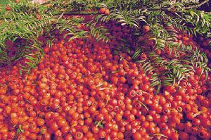 （圖）南方紅豆杉 