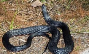 澳大利亞黑脊游蛇 澳大利亞黑脊游蛇