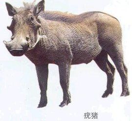 非洲疣豬 非洲疣豬