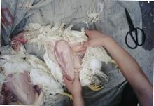 營養性胚胎病 營養性胚胎病