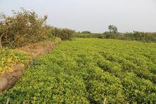 蓬萊市北溝鎮大姜家村