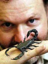 羅伯特&middot;朗《摺紙蠍子》