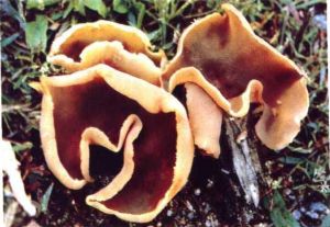 林地盤菌 林地盤菌