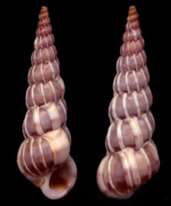 薄肋海螄螺 薄肋海螄螺