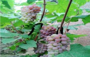 樹友葡萄採摘園 樹友葡萄採摘園