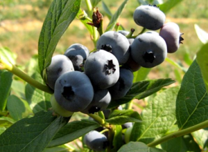 黑果越桔 黑果越桔