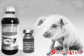 豬流行性腹瀉 豬流行性腹瀉