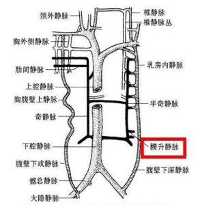 腰升靜脈 腰升靜脈