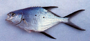 小斑鯧鰺 小斑鯧鰺