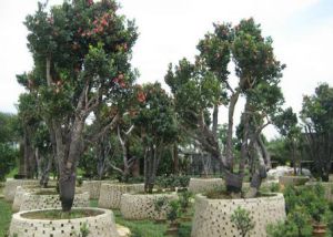 短蕊紅山茶 短蕊紅山茶