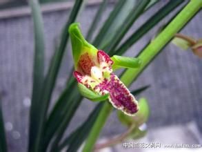 少瓣奇花 少瓣奇花