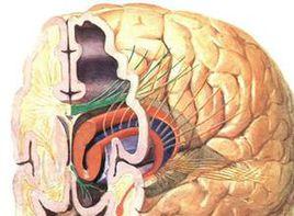 植物神經功能障礙 植物神經功能障礙