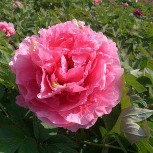 桃紅迎日 桃紅迎日