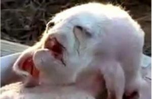 中東外星生物 中東外星生物