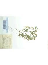 天山繡線菊 天山繡線菊