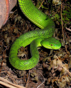岡氏竹葉青蛇 岡氏竹葉青蛇