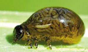 黑角負泥蟲 黑角負泥蟲