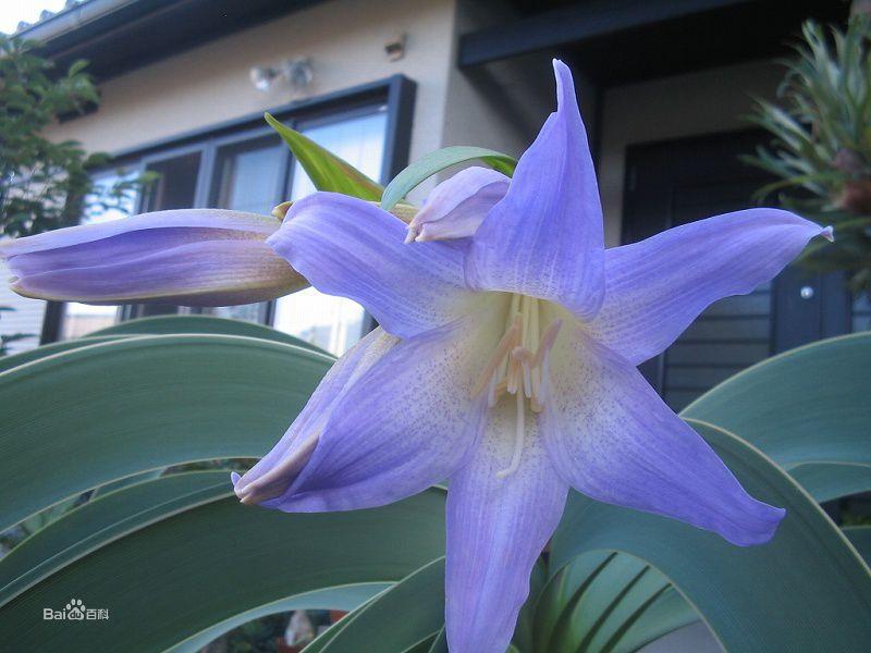 藍朱顏色差異（圖片來自網路）