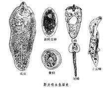 肝片吸蟲