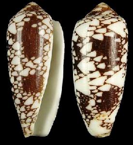 長萼托芋螺 長萼托芋螺