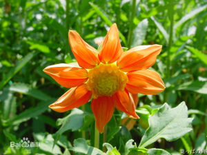 十齒花屬 十齒花屬