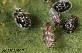 黑刺粉虱 黑刺粉虱