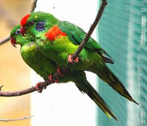 紅斑吸蜜鸚鵡比亞克島亞種 紅斑吸蜜鸚鵡比亞克島亞種