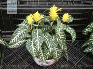 銀脈爵床 銀脈爵床