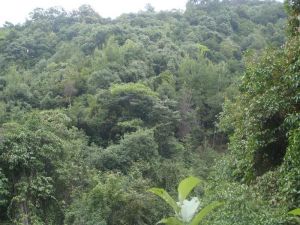 蕨臘坪村 蕨臘坪村