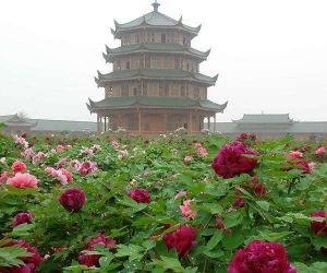 太倉牡丹園山莊 太倉牡丹園山莊