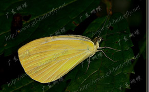 飛龍粉蝶 飛龍粉蝶