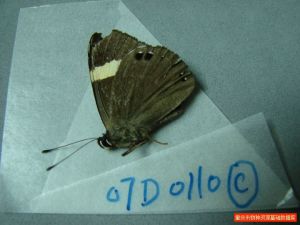 黃帶褐蜆蝶 黃帶褐蜆蝶