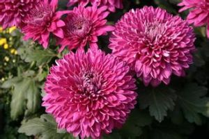 竹樓萬卷 竹樓萬卷