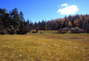 副極地大陸性氣候