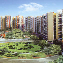 中海陽光棕櫚 中海陽光棕櫚